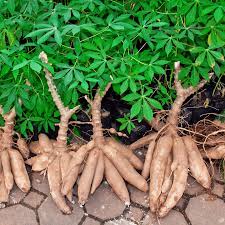 Top 20 States Producing Cassava in Nigeria