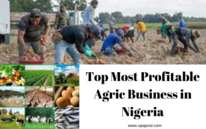 Top most profitable Agric business ideas in Nigeria