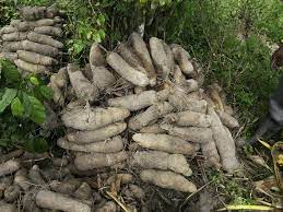 Yam farming in Nigeria