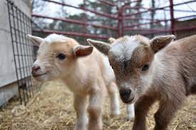 Goat farming