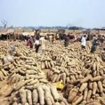 Top 10 yam producing states in Nigeria